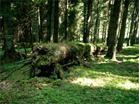 Totholz im Wirtschaftswald, Chiemgauer Alpen